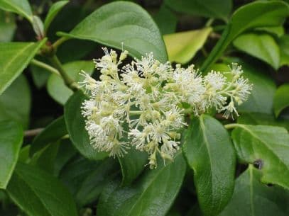 climbing hydrangea