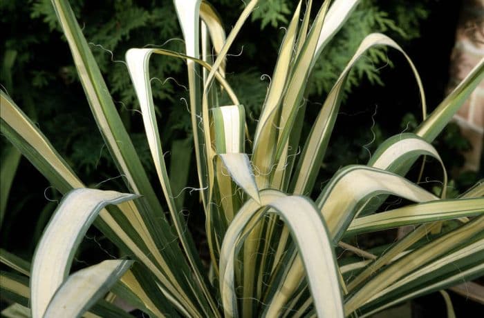 needle palm 'Golden Sword'