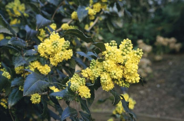 Oregon grape 'Pinnacle'