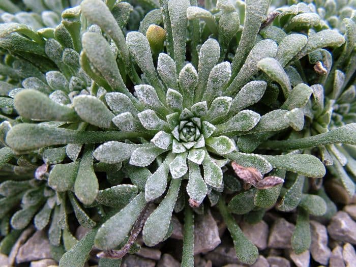 limestone saxifrage 'Superba'