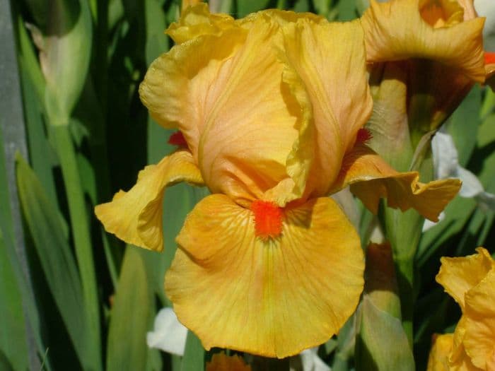 iris 'Sunny Dawn'