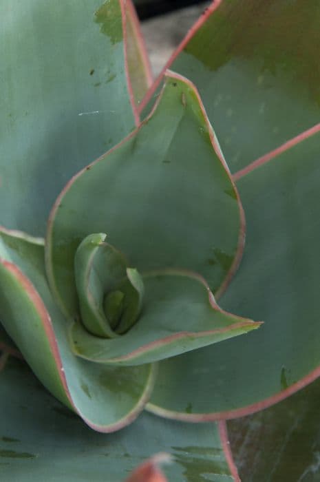 coral aloe