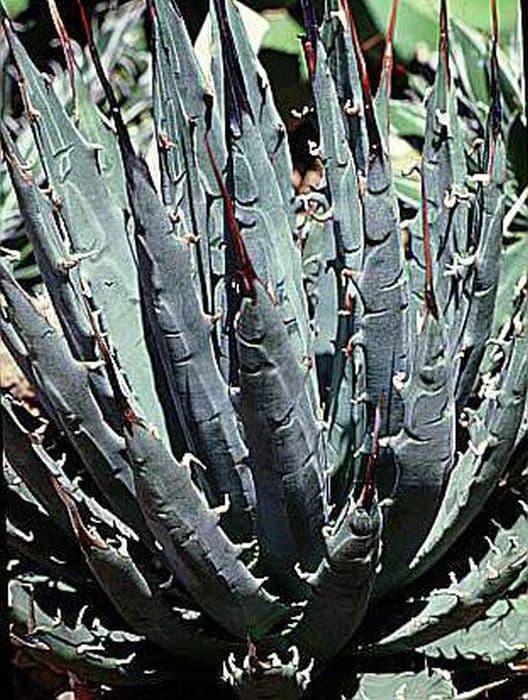 Utah aloe