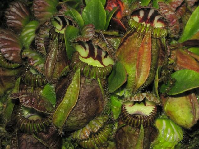 Australian pitcher plant