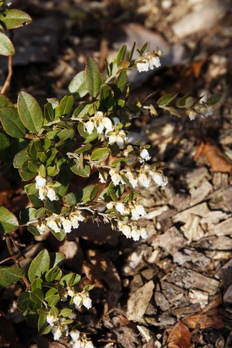 leatherleaf