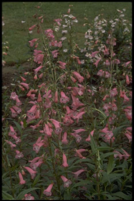 penstemon 'Pennington Gem'