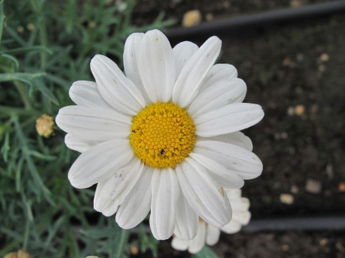 marguerite [LaRita White Beauty]