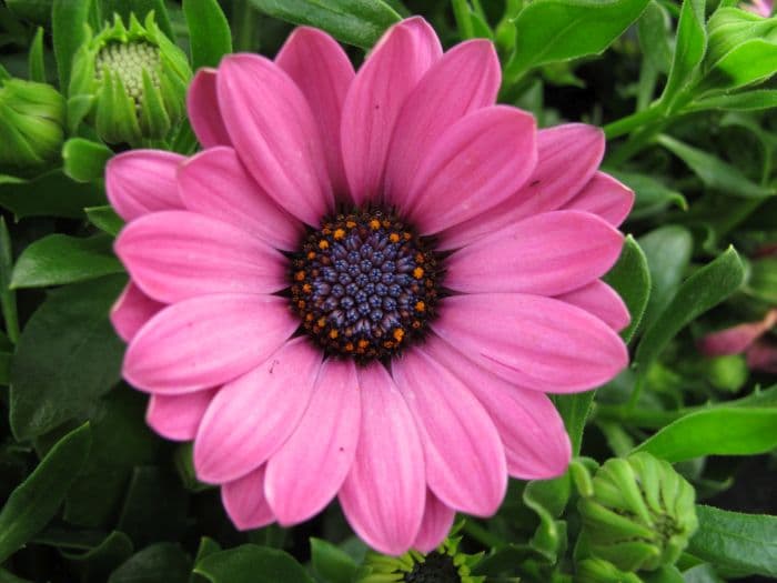 African daisy 'Sunny Fiona'