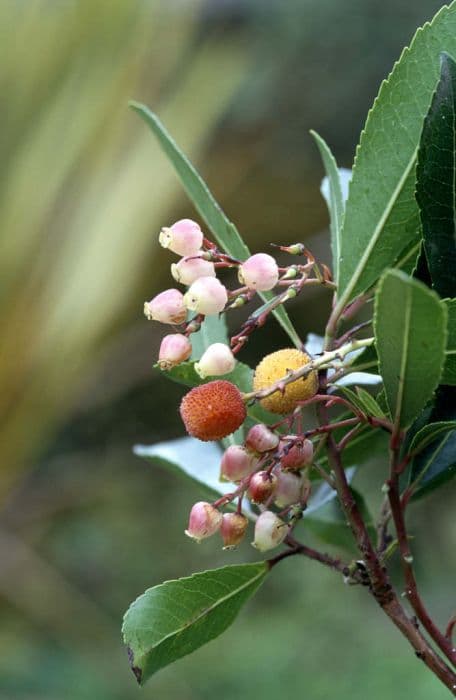 pink strawberry tree