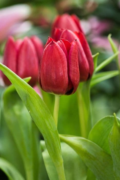 tulip 'Seadov'