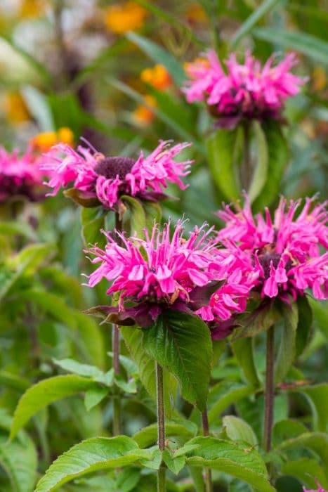 bergamot 'Pink Lace'