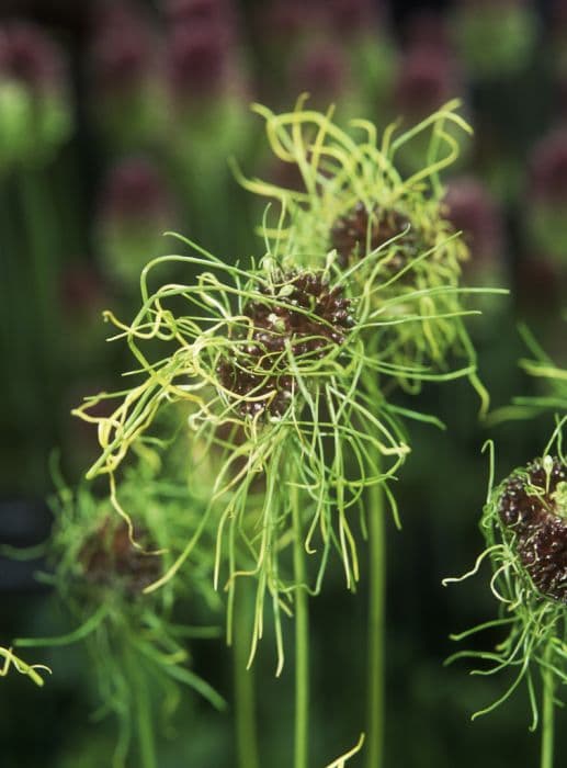 allium 'Hair'