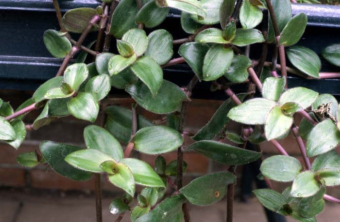 silver inch plant 'Purpusii'