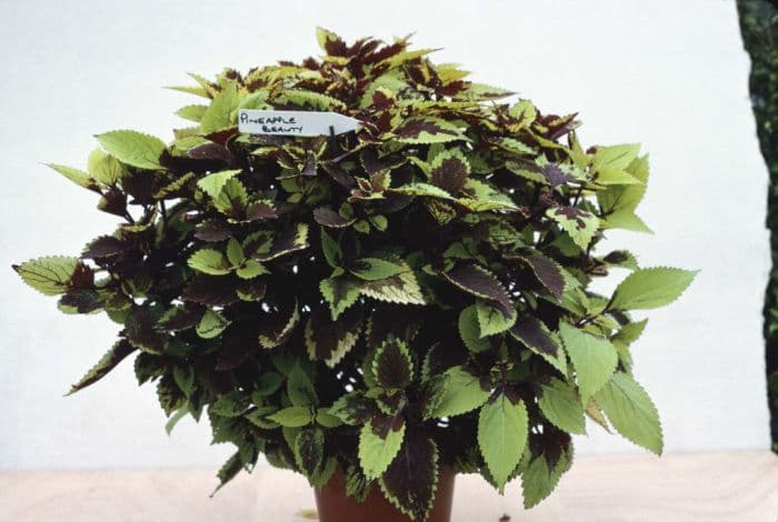 coleus 'Pineapple Beauty'