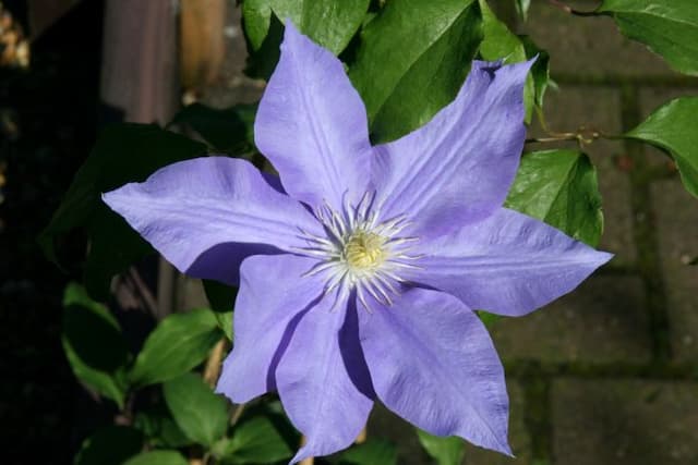 Clematis 'H.F. Young'