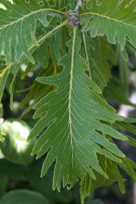 daimio oak 'Pinnatifida'