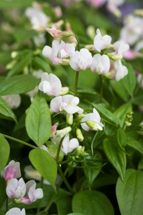 sweet pea 'Spring Melody'