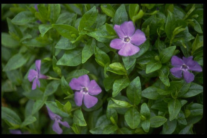 lesser periwinkle 'Bowles's Variety'