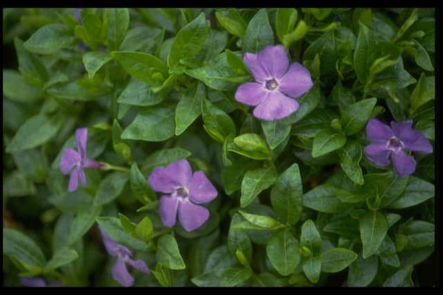 Lesser periwinkle 'Bowles's Variety'
