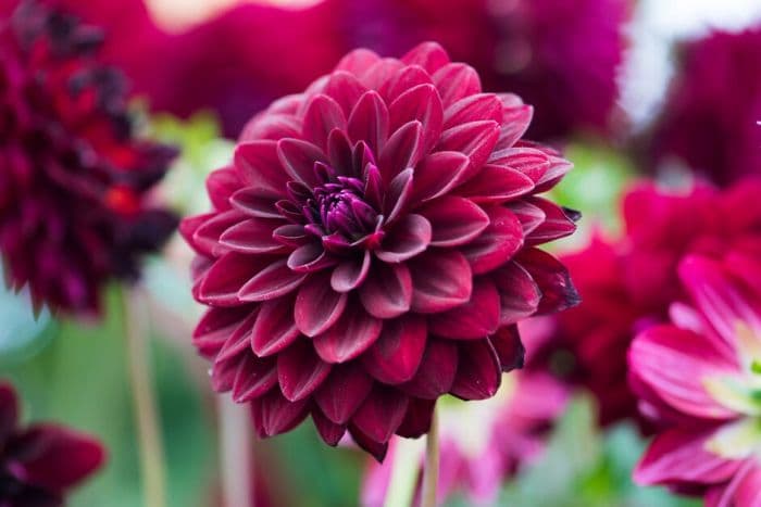 dahlia 'Arabian Night'