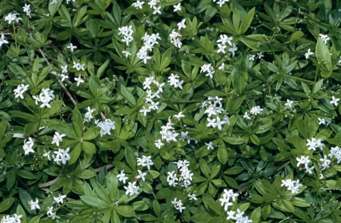 sweet woodruff