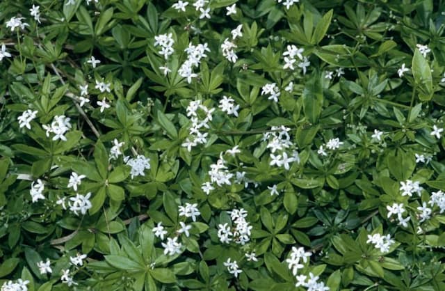 Sweet woodruff