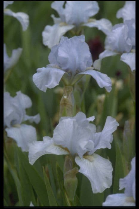 iris 'Eardisland'