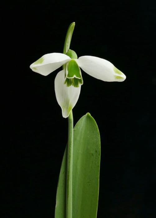 snowdrop 'George Elwes'