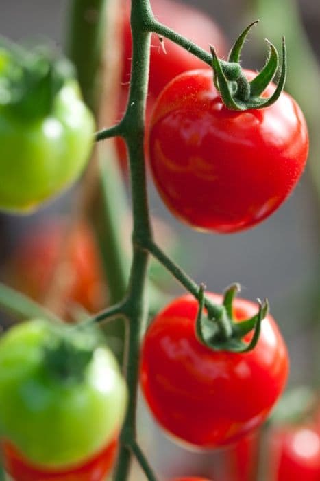 tomato (cherry) 'Tomatoberry Garden'