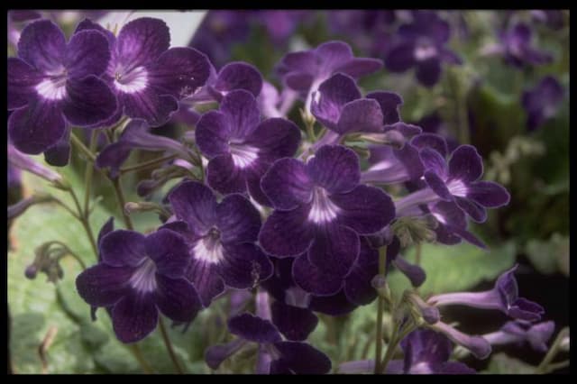 Cape primrose 'Kim'