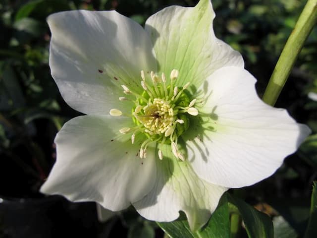 Hellebore 'Pretty Ellen White'