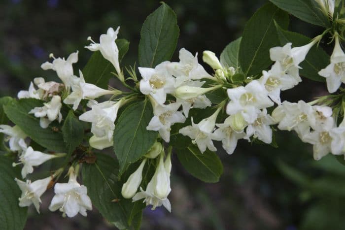 weigela 'Candida'