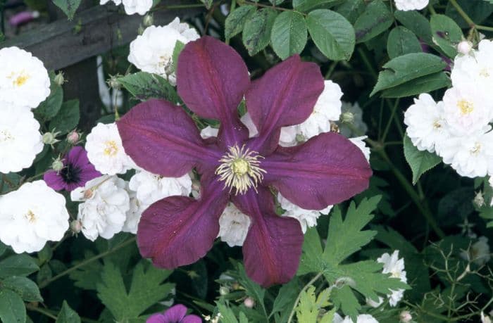 clematis 'Warszawska Nike'