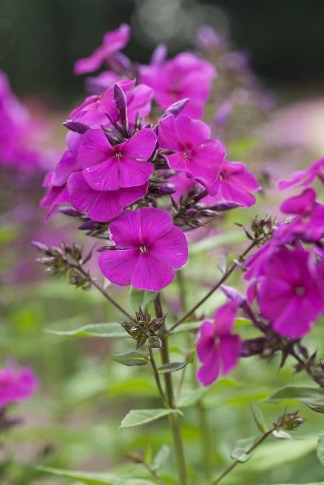 perennial phlox 'Blue Boy'