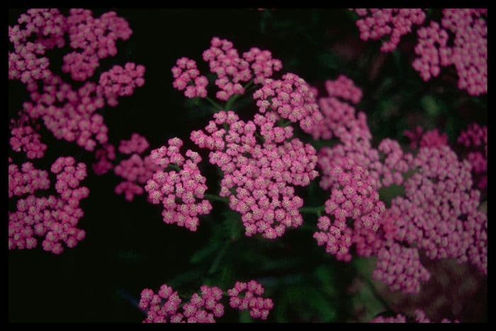 yarrow 'Forncett Beauty'