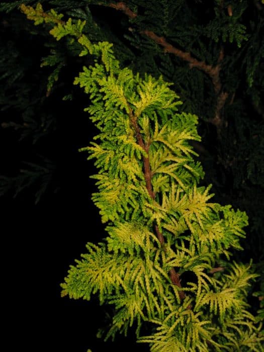 Hinoki cypress 'Fernspray Gold'