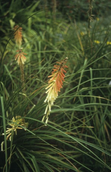 red-hot poker 'Strawberries and Cream'