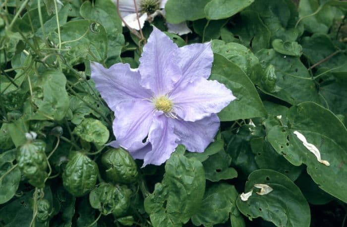 clematis 'Will Goodwin'