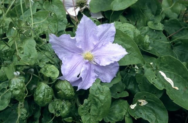 Clematis 'Will Goodwin'
