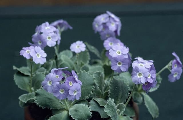 Silver-edged primrose 'Linda Pope'