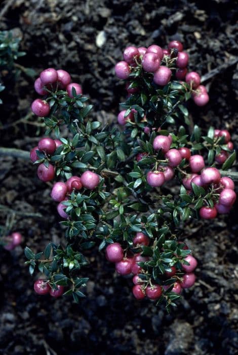 wintergreen 'Crimsonia'