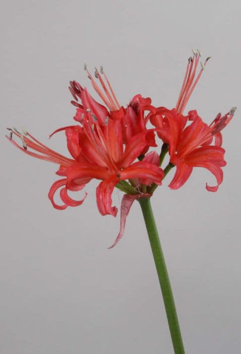 Guernsey lily