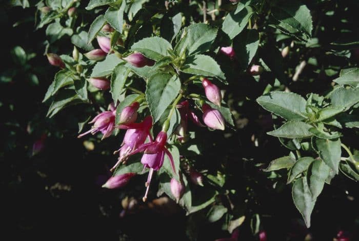 fuchsia 'Alison Patricia'