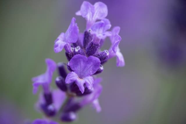 English lavender 'Backhouse Purple'