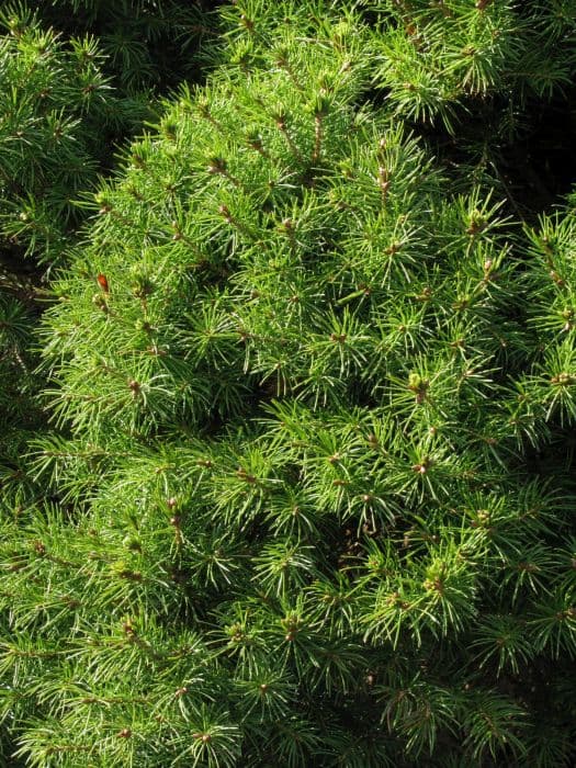 Alberta spruce 'Conica'