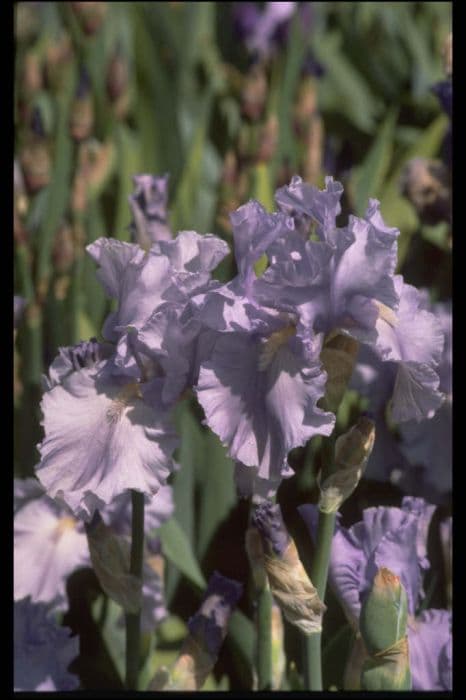 iris 'Morwenna'