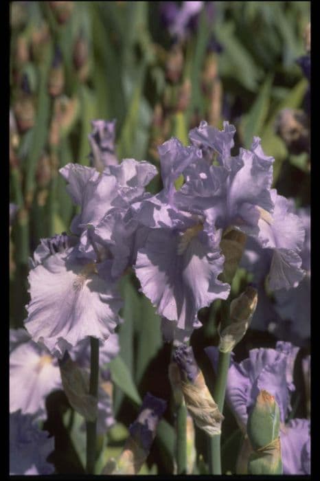 Iris 'Morwenna'