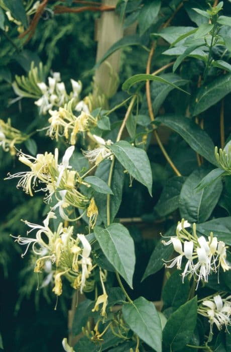 Delavay honeysuckle