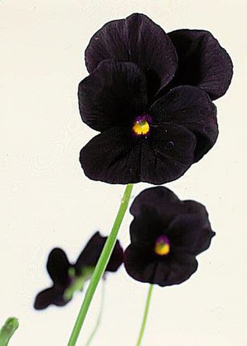 viola 'Molly Sanderson'