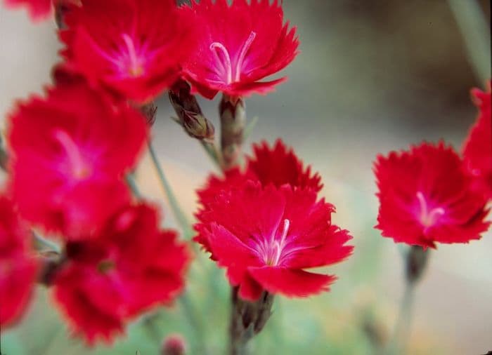 pink 'Crimson Chance'